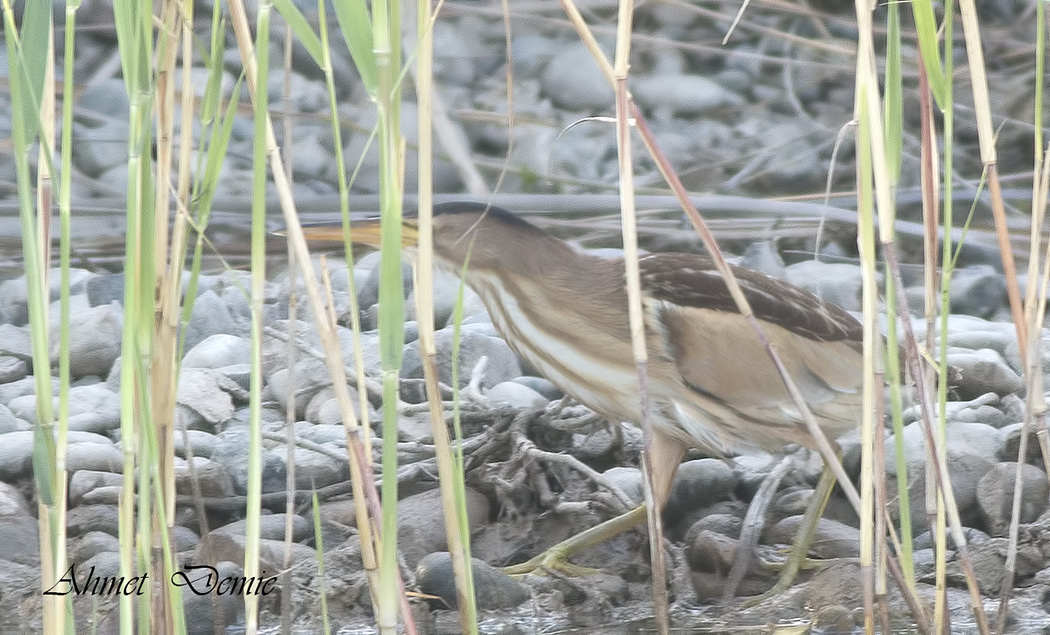 Little Bittern